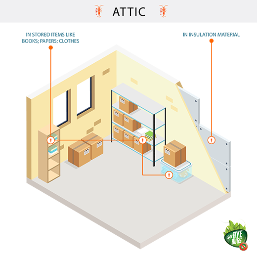 Attic Image